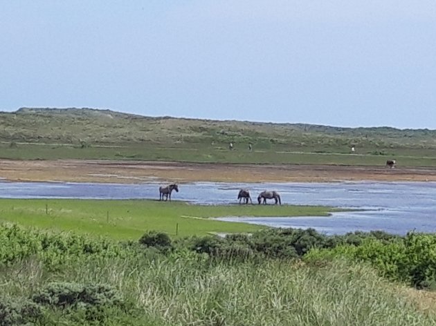 Wildlife in Nederland