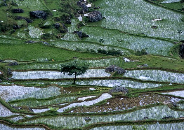 Rijstvelden in Tana Toraja regio Sulawesi Indonesië