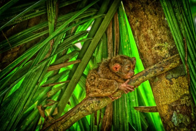 Spookdiertje op Bohol