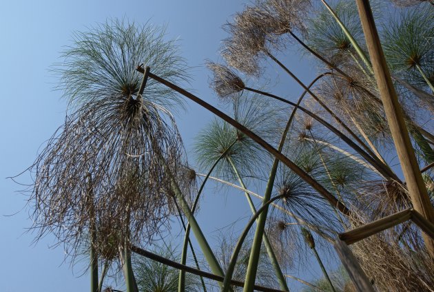 Papyrusriet in de Okavangodelta Botswana