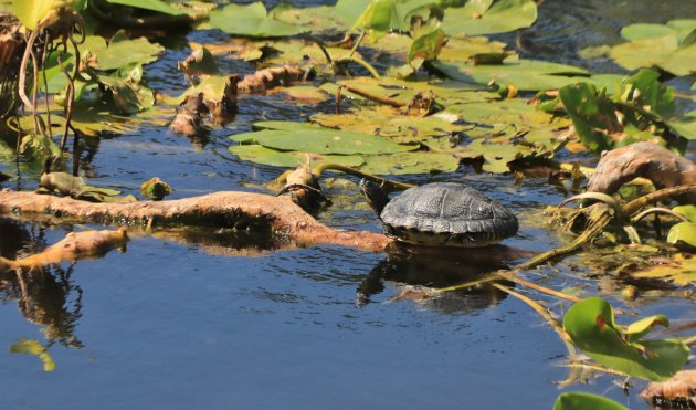 Dutch Wildlife...