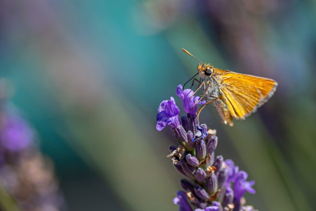 Dikkopje op de lavendel