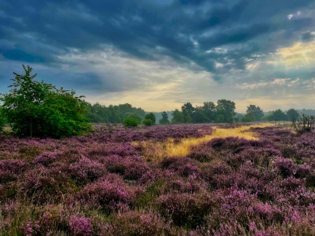 Wandeling op de heide