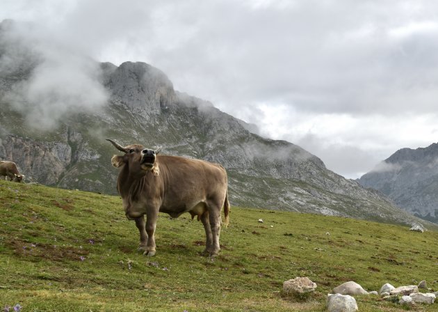 Wandelen door de Picos