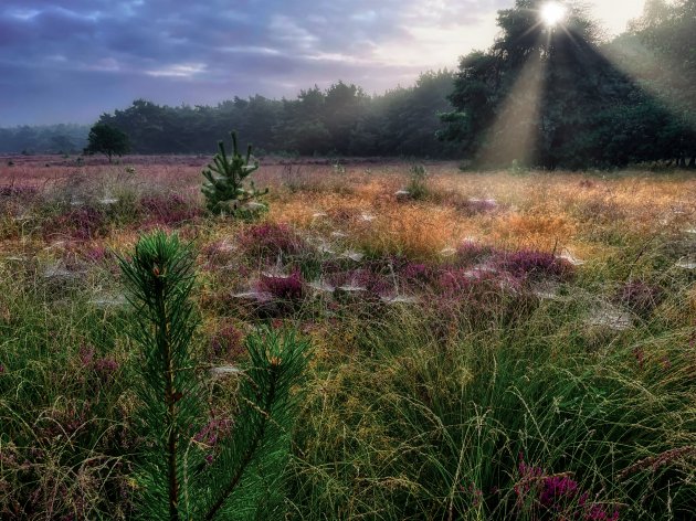 De Ermelose heide