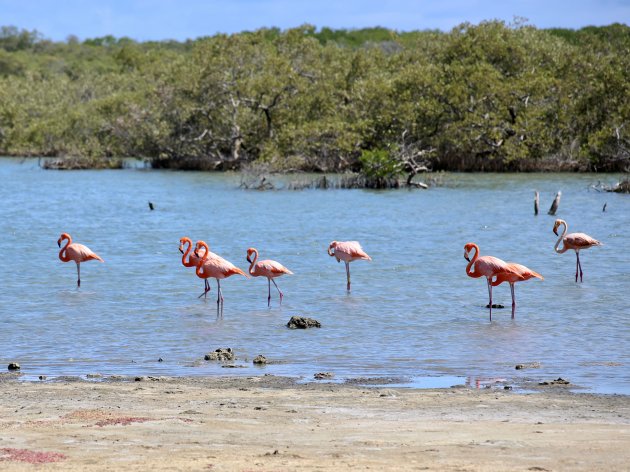 Caribische flamingos