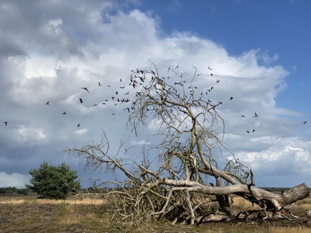 Landschapsfoto gemaakt op de Strabrechtse heide