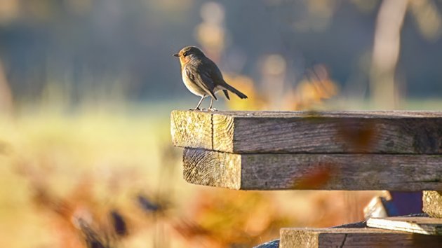 Roodborst in de ochtendzon