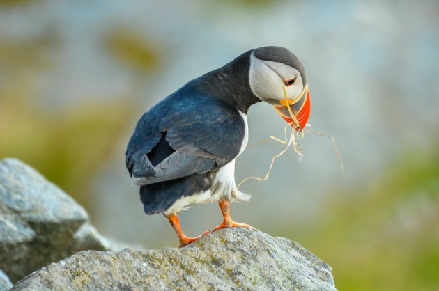 puffin de bouwer