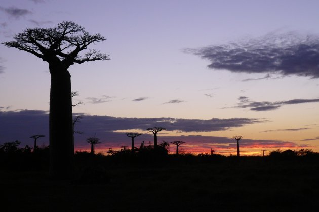 Baobab Avenue