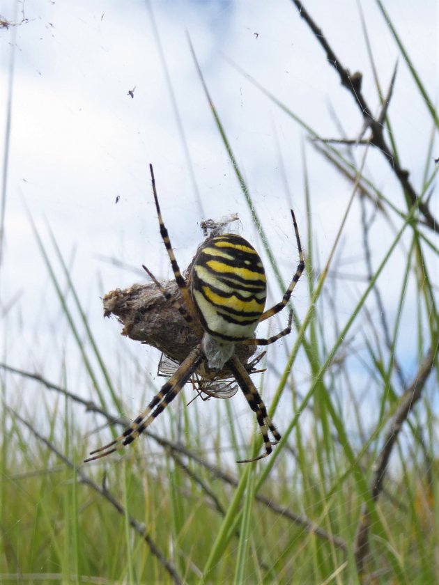 Natuurlijk Schiermonnikoog