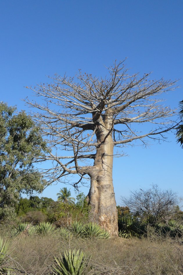 Baobab