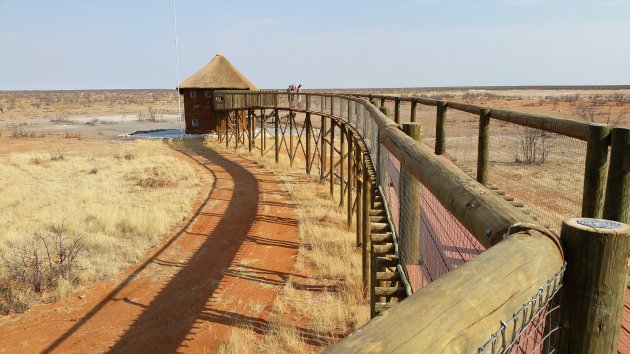 Olifantsrus Etosha