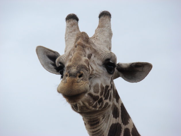 Close-up giraffe