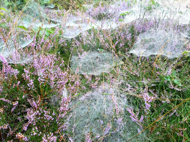 Herfst op de Drentse heide