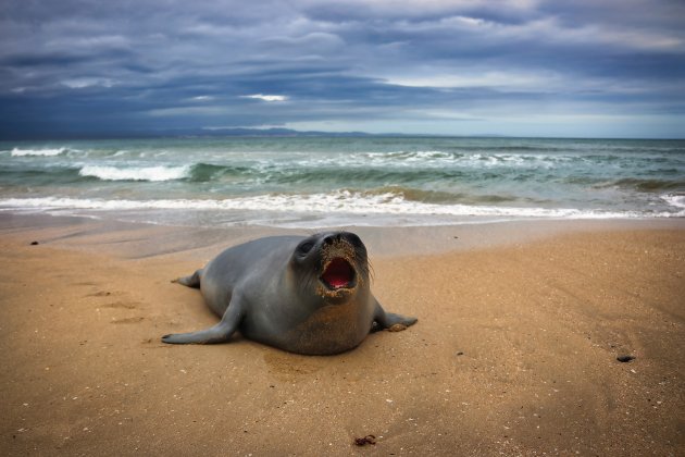 Het verhaal van de Zeehond