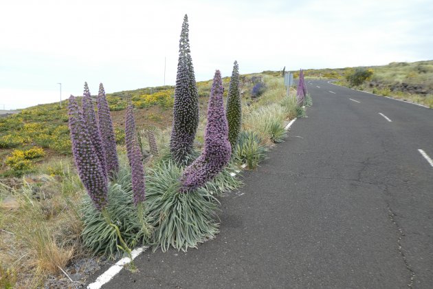 Natuur op la Palma