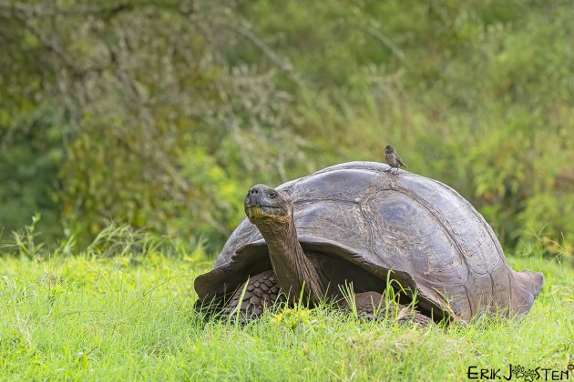 Puur Galapagos