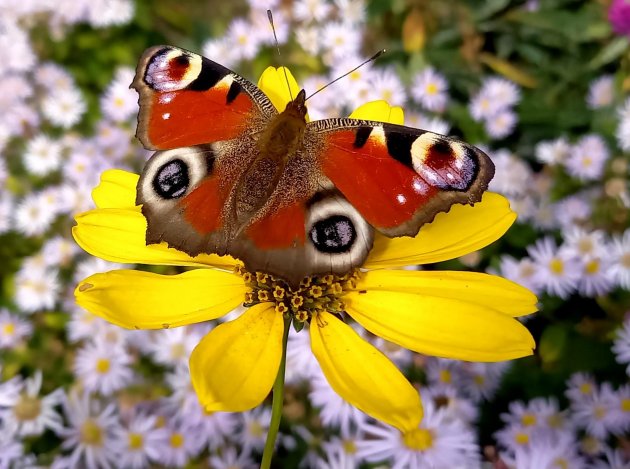 Feest in de tuin