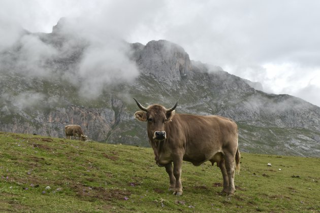 Wildlife in de Picos