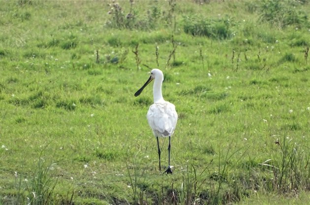 Lepelaar in het Zeeuwse land.