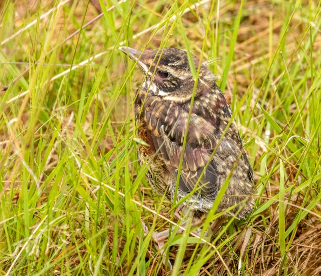 Vogels kijken in Noorwegen