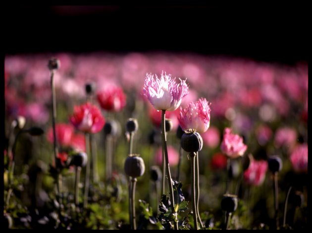 Bloeiende papaver in Afghanistan