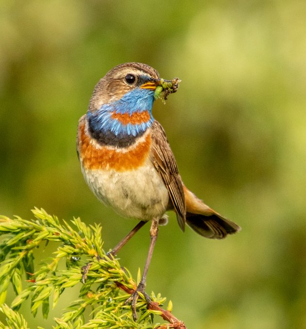 Veel blauwborsten