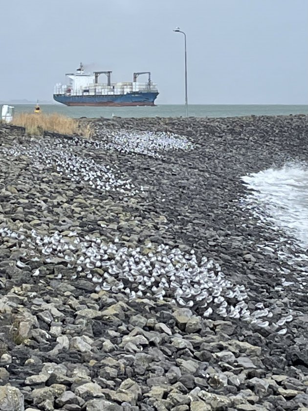 Schuilen voor de storm