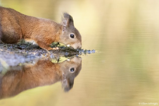 De Nederlandse eekhoorn