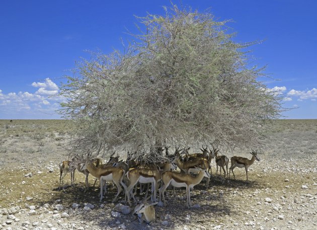 Namib-Naukluft woestijn Namibië