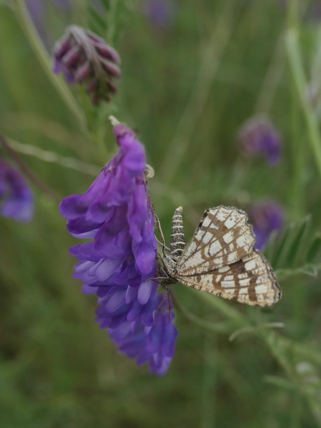 Rif Schiermonnikoog