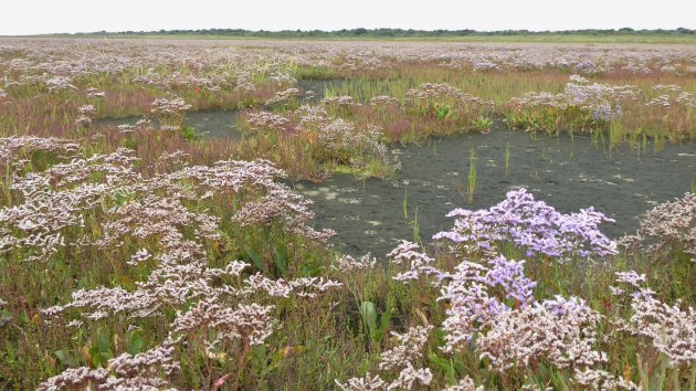 De zoute kwelder van Schiermonnikoog