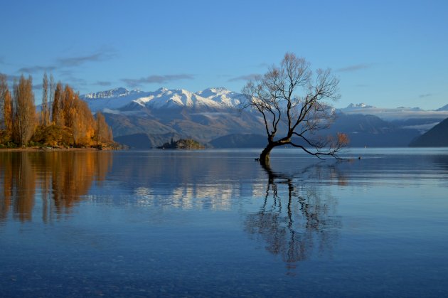 Lone Wanaka Tree