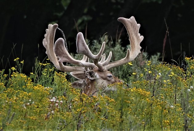 Camouflage Hert Amsterdamse  Waterleidingduinen