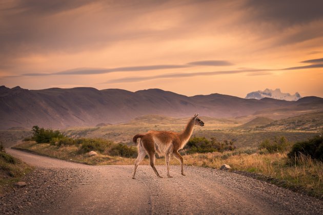 Onze laatste guanaco van de dag