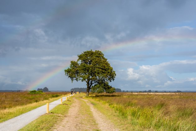 Schapen hoeden op de Nederlandse heide