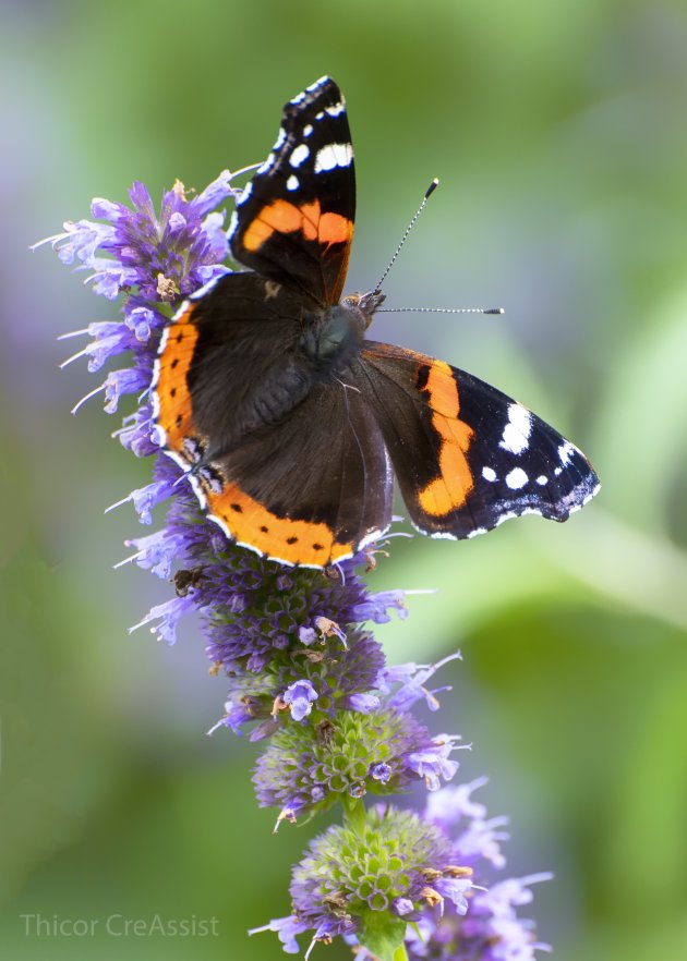 De laatste nectar voor de Atalanta