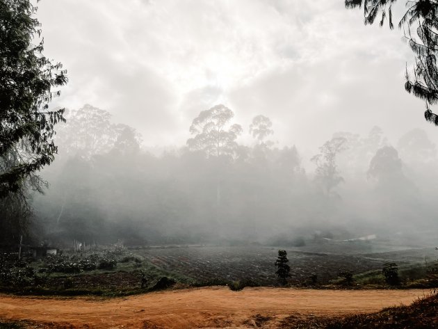 Foggy Trees