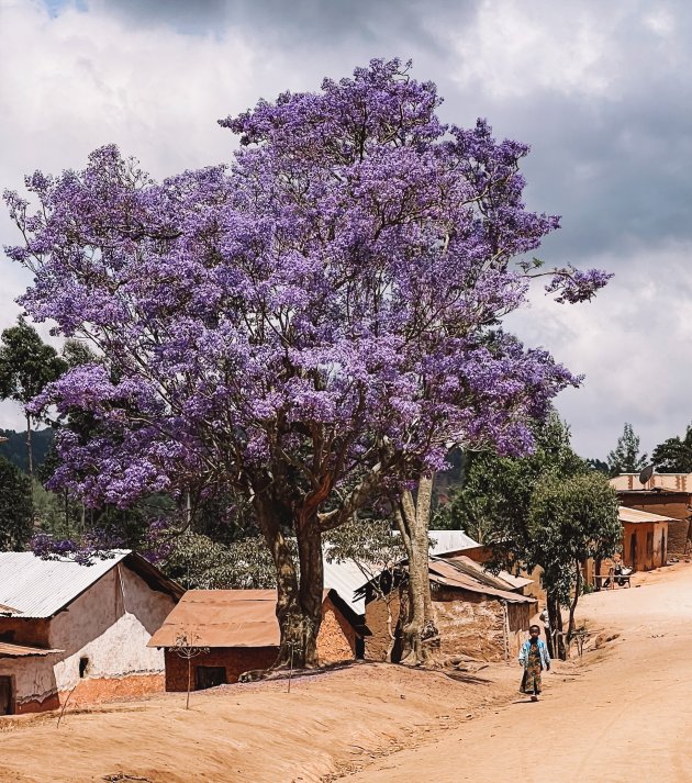 Purple Tree