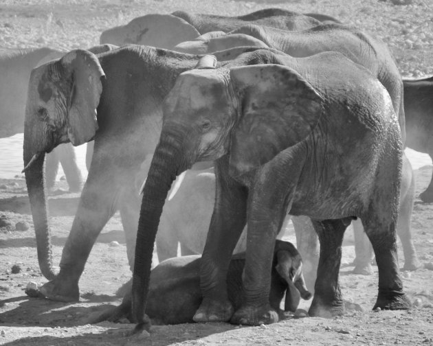 Olifanten in Etosha