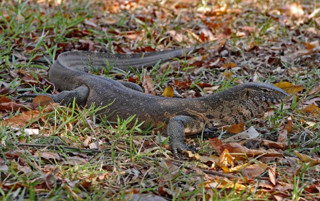 Monitor Lizard Lower Zambezi NP