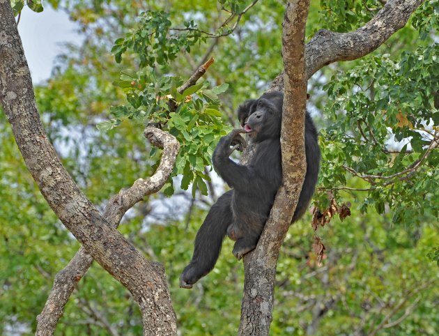 Chimfunshi Wildlife Orphanage sanctuary for Chimpanzees , Zambia