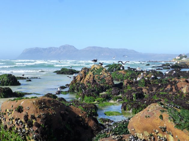 Muizenberg met Beach Coop