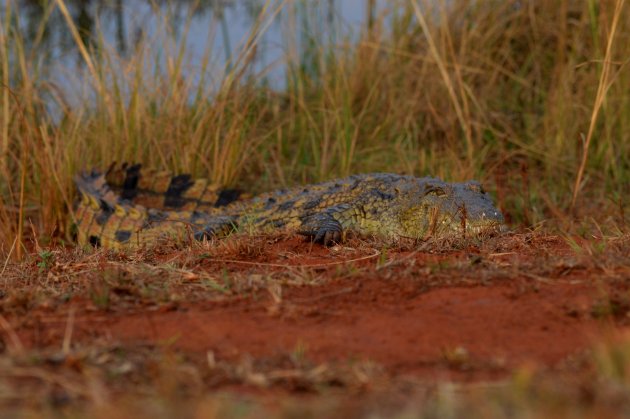 Wandelen in Mlilwane Wildlife Sanctuary