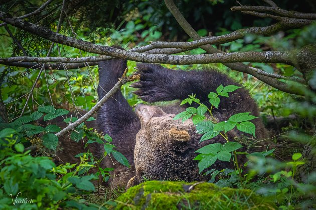 Bruine Beer wordt net wakker