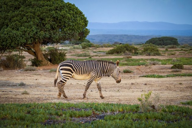 Kaapse bergzebra