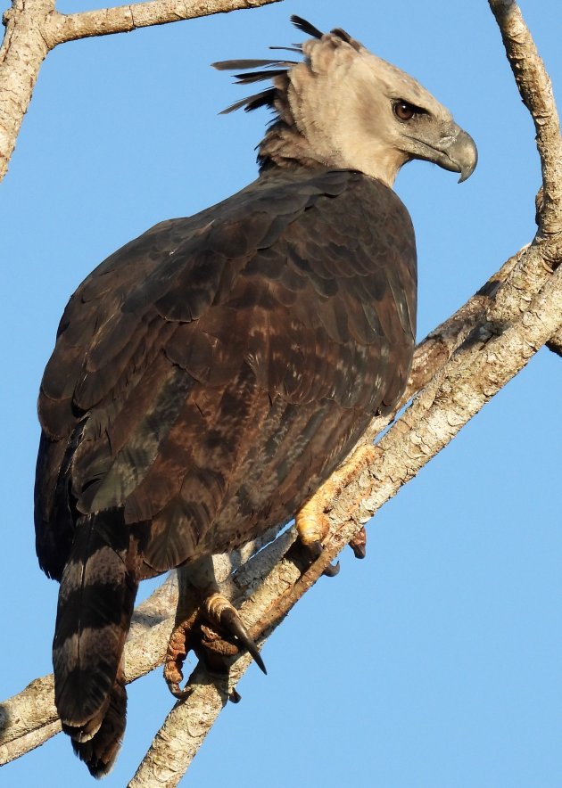 Zuid Pantanal Brazilië