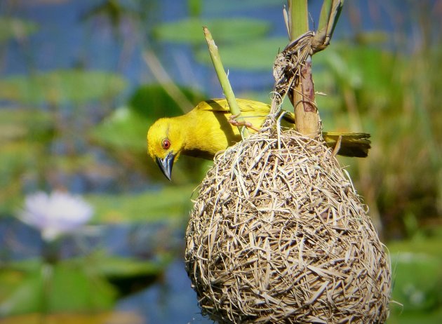 Inspectie van het nest