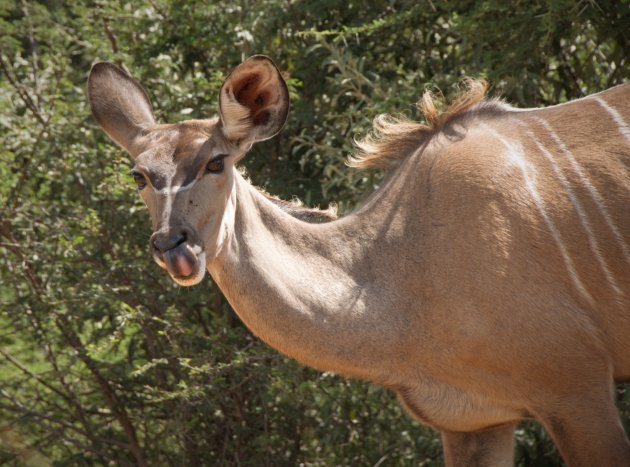 Lekker puh.... Kudu